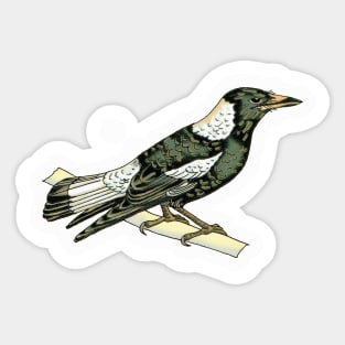 Magpie Sticker